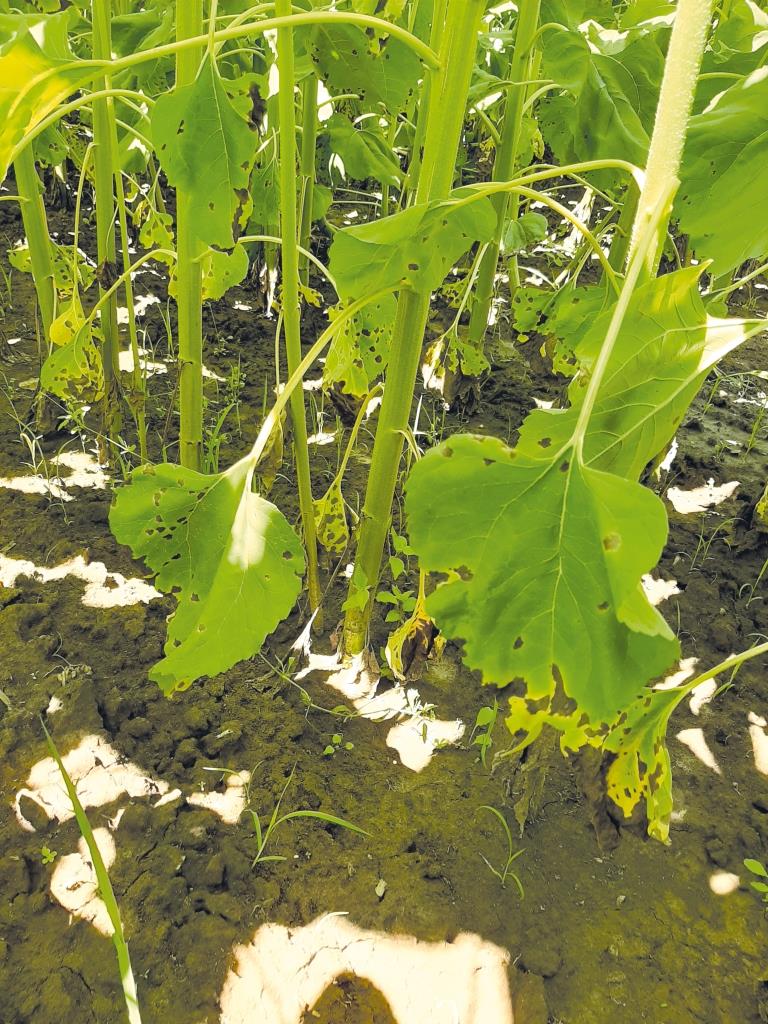 Сетар®: регуляція росту та фунгіцидний захист на ріпаку й соняшнику. Ключові аспекти