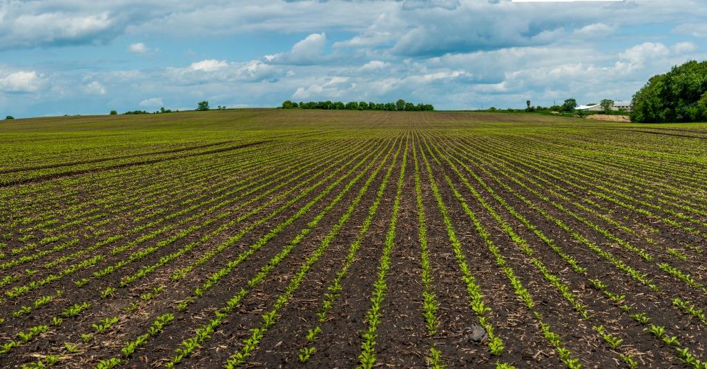 Цукровий буряк: від сівби – до збирання. У новий сезон разом з ПП «Західний Буг»
