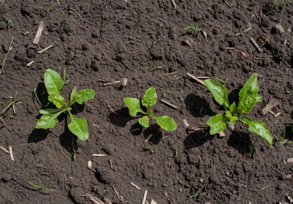 Цукровий буряк: від сівби – до збирання. У новий сезон разом з ПП «Західний Буг»