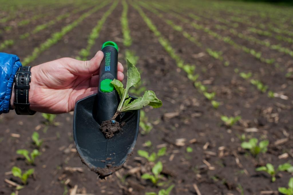 Цукровий буряк: від сівби – до збирання. У новий сезон разом з ПП «Західний Буг»
