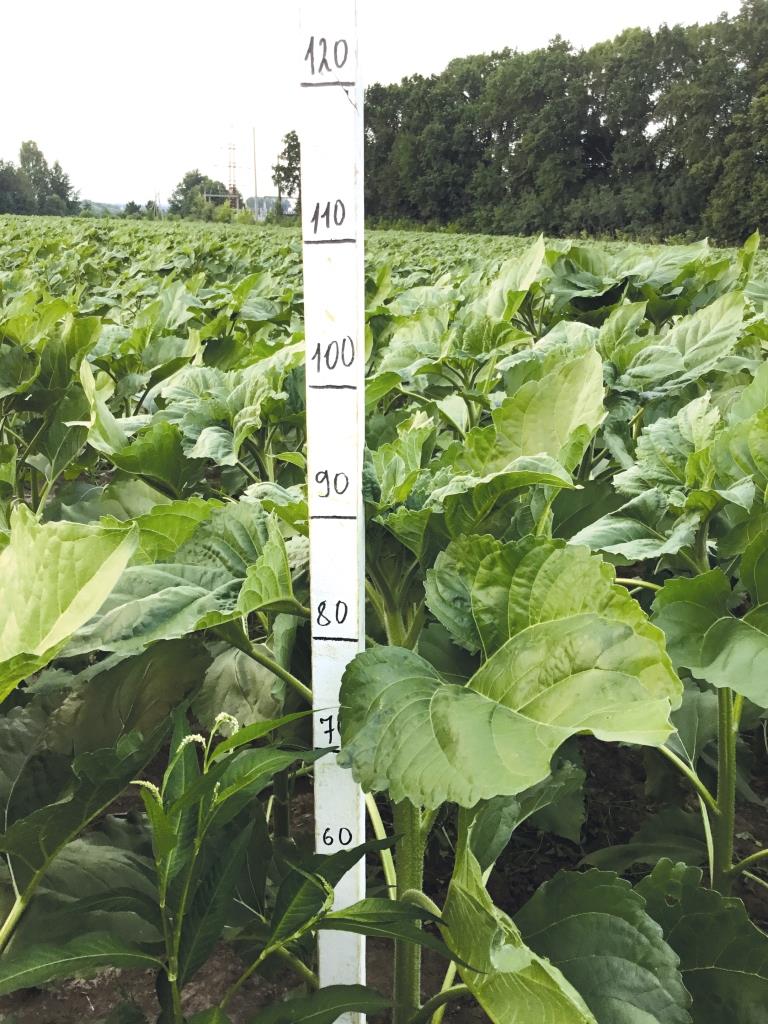 Сетар®: регуляція росту та фунгіцидний захист на ріпаку й соняшнику. Ключові аспекти