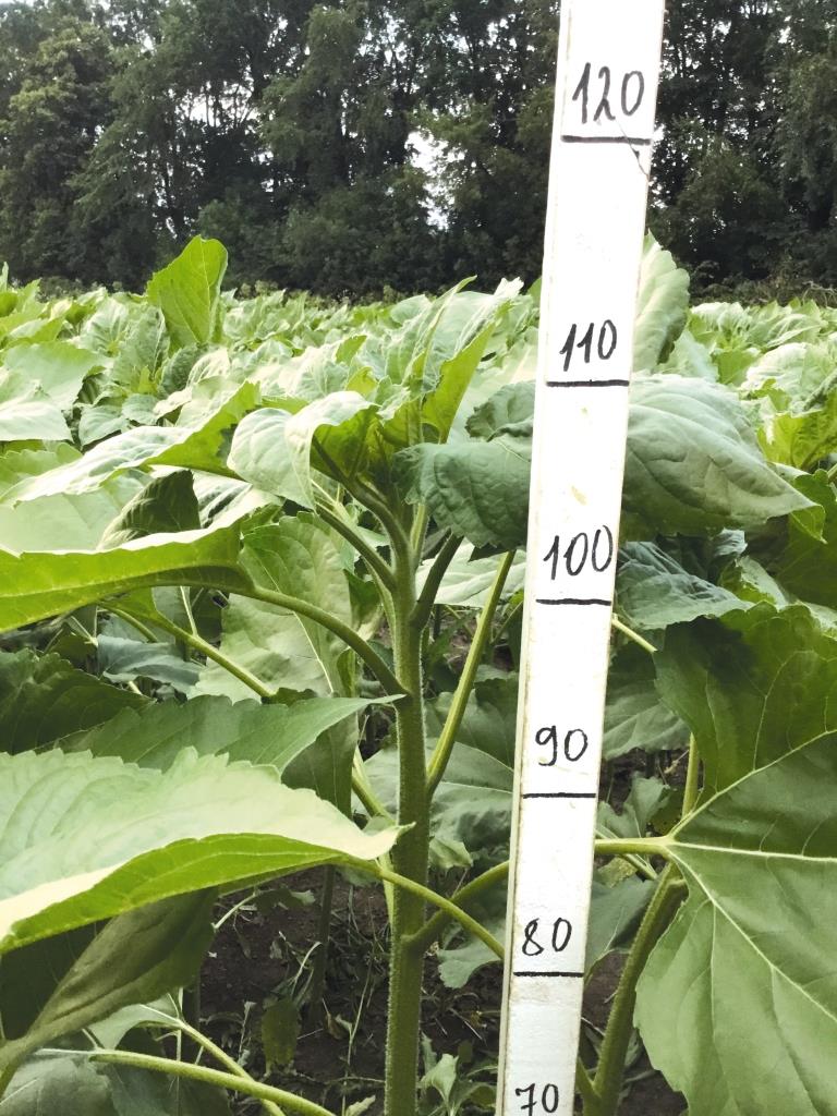 Рис. 3. Використання Сетар® – зліва, контрольна ділянка – справа.