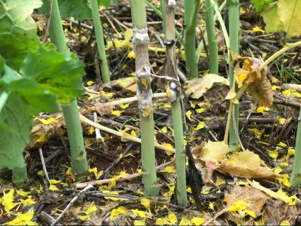 Склеротинія на ріпаку