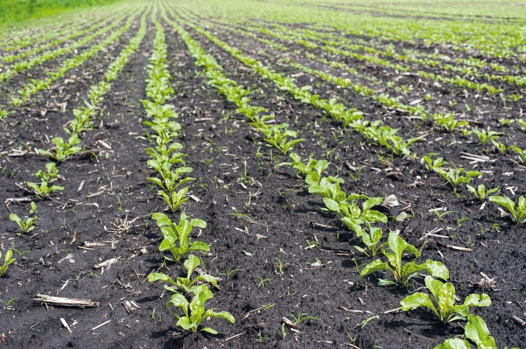 Цукровий буряк: від сівби – до збирання. У новий сезон разом з ПП «Західний Буг»