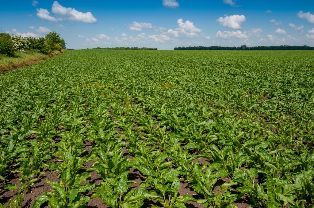 Цукровий буряк: від сівби – до збирання. ПАП «Агропродсервіс»: Цьогоріч погода нам сприяє, рослини розвиваються нормально