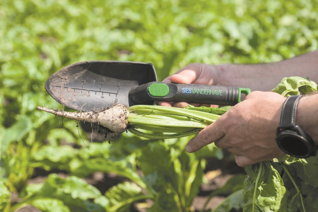 Цукровий буряк: від сівби – до збирання. ПАП «Агропродсервіс»: Цьогоріч погода нам сприяє, рослини розвиваються нормально