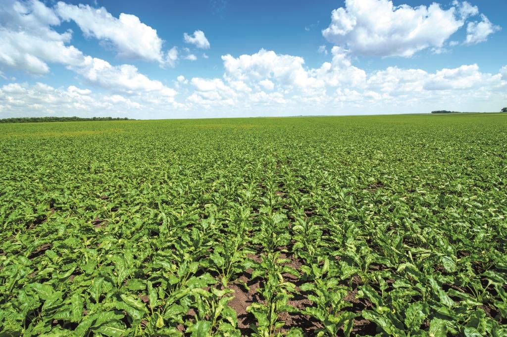 Цукровий буряк: від сівби – до збирання. ПАП «Агропродсервіс»: Цьогоріч погода нам сприяє, рослини розвиваються нормально