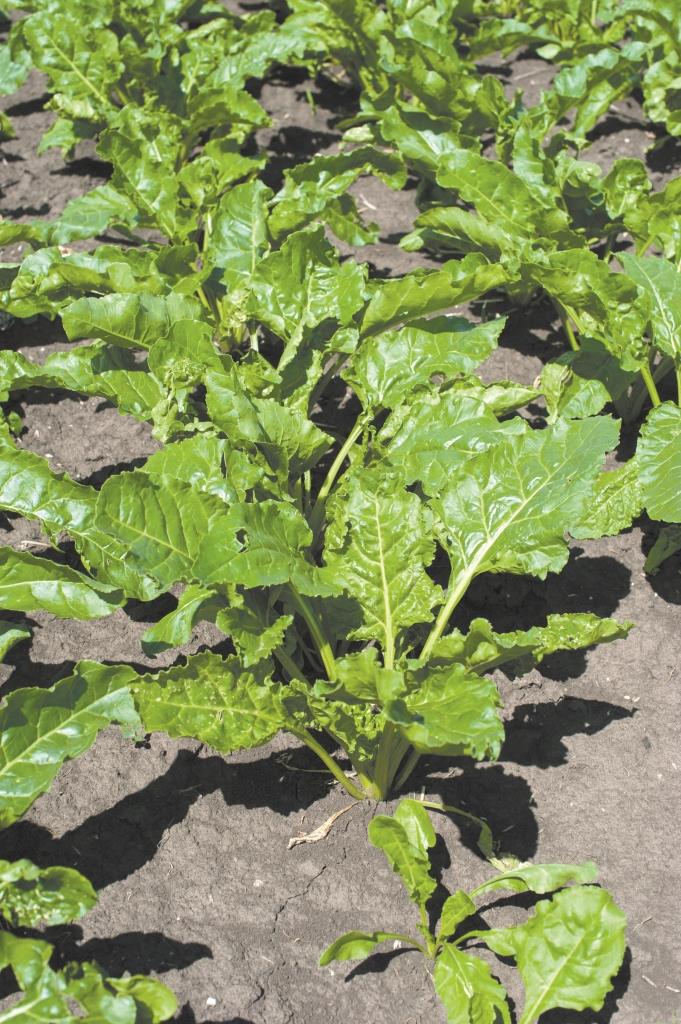 Цукровий буряк: від сівби – до збирання. ПАП «Агропродсервіс»: Цьогоріч погода нам сприяє, рослини розвиваються нормально